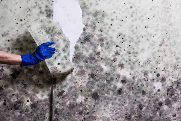 Best Toxic Mold Removal  in View Park Windsor Hills, CA