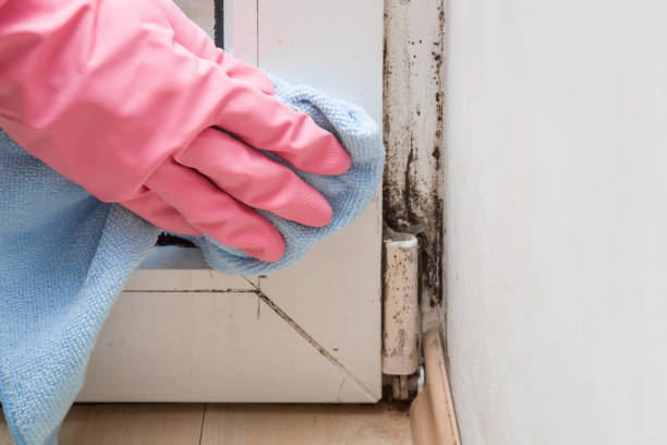 Attic Mold Removal in View Park Windsor Hills, CA